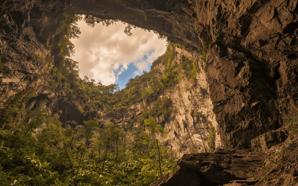 These massive openings support patches of jungle and rare ecosystems within the cavern
